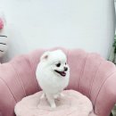 러블리펫 | 구월동 애견미용::러블리펫::강아지미용하기