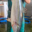 돌고래회수산 이미지