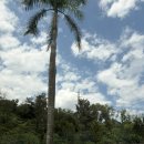 (주)인창에너지 조은주유소 | 5일차 쿠알라룸푸르 → 방콕에 대한 모든 것 현실 후기💙 환전 지옥, 카오산로드 충격 실화