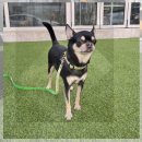 고려동물병원 미용실 | 강릉 동물보호센터 허스키입양 급하게 다녀온 후기와 지역민의 솔직한 이야기