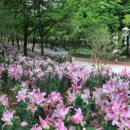 수 그린웨이 이미지