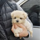 바나개 강아지 고양이 마포점 이미지