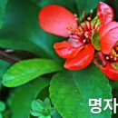 명자나무(11월에 꽃피다) 이미지