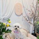 까끄개 애견미용 | 당진 애견미용 까끄개 완전 추천하는 곳