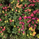 수영강 세월교 이미지