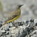 긴발톱할미새[Yellow Wagtail] 이미지