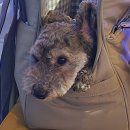 베이커스룸 | 서면 애견동반 대형베이커리카페 베이커스룸 후기