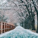 고운정 이미지