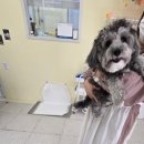 디어퍼피 이미지