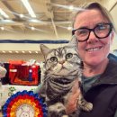 애묘(고양이)백과 - 아메리칸 숏헤어 (American Shorthair) 이미지