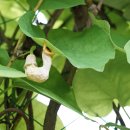 등칡 Aristolochia manshuriensis Kom. 이미지