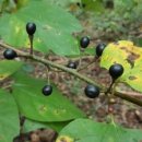 조경기능사(필기) 이미지