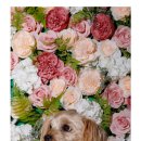 꽃길만 걷게 해줄'개' 이미지