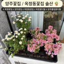 솔산스토어 | [옥정동꽃집] 다양한 화분과 식물이 있는 양주꽃집 솔산 방문후기 🪴