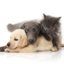 반려마루 동물병원 이미지