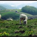 한땀목장 이미지