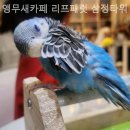 앵무새카페리프패럿삼정타워