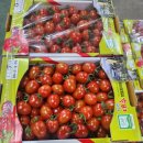 싱싱하고 맛있는 대추방울토마토&대저 반짭짤이 토마토 특가판매!!! 이미지