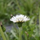 민들레 영농조합법인 이미지