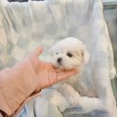 도그마루 고양이강아지 청주점 | 도그마루 강아지고양이 청주점, 청주강아지무료분양 혜택이 가득해요!