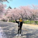 합성2동 자율방범대 앞 | [국내 벚꽃 여행지 추천, 진해군항제, 대구 이월드]