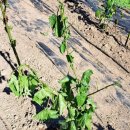 한농종묘사 이미지