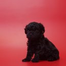 응답하라 몽몽이 이미지