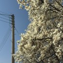 개화주유소 | 부산근교 김해 목련숲 실시간 개화 후기 주차정보