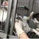 The행복한동물병원 이미지