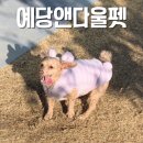 예당 앤 다울 이미지