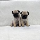 수원-0021 | 수원강아지무료분양 단두종 퍼그