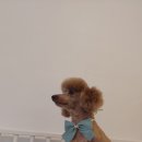 딜라잇독 이미지