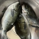 김밥형님볶이아우 이미지