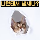 고양이 구강 건강 사료 추천 TOP5 &amp; 직접 써본 비교 분석