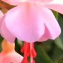 명심보감 이미지