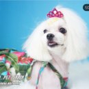 아지펫살롱 이미지