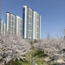 천안차암초등학교 | 천안벚꽃 차암근린공원 (4.6토요일) 주차, 개화정도