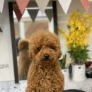 트리멍마마 이미지