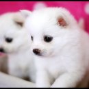 뽀송뽀송 이미지