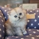 프리미엄캣 이미지