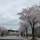 관작리 벚꽃길 이미지