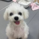 꽃개미용실 이미지