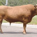 국립축산과학원 한우연구소 이미지