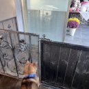 퍼피스그린