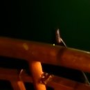 반딧불반찬 | 보홀 반딧불투어 위치 준비물 시간 후기