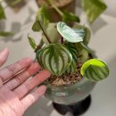 [생애주기 맞춤형] 나를 찾는 힐링 도예수업 | 잠실 실내 데이트 송파 원데이클래스 화분 가드닝 소만