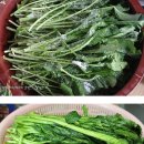 김장하기~ 갓김치 - 딸에게# / 갓김치담그는법 이미지