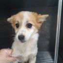 최동물병원 이미지