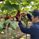 송일구 농업인, 대전서 씨 없는 포도'델라웨어'전국 첫 출하 이미지