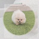 영주축협동물병원 | 영주 유기동물보호센터 텅 빈 내 맘 채운 폼피츠입양 후기